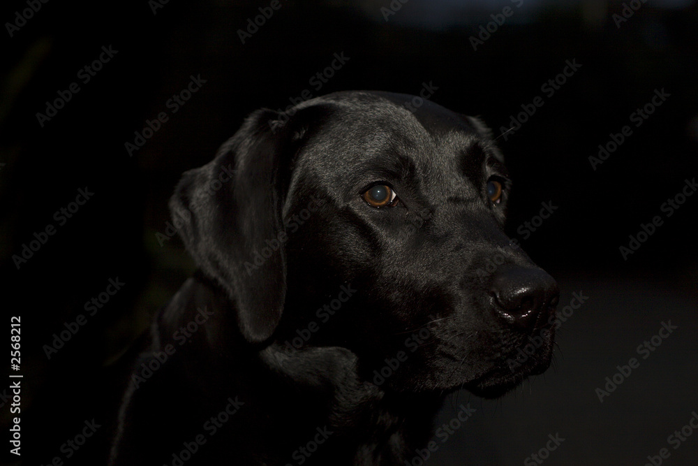 dog in black dog in black