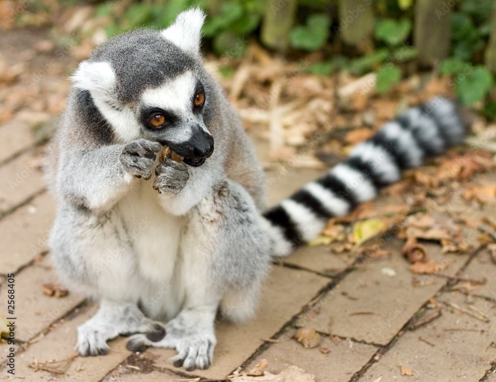 Fototapeta premium ring tailed lemur