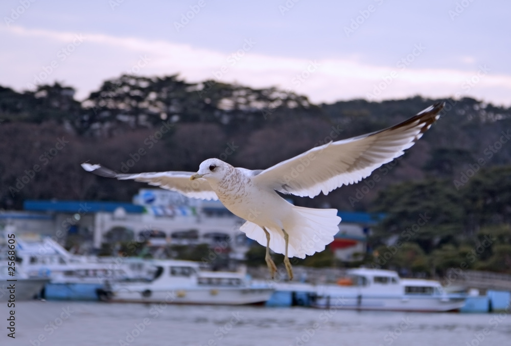 seagull flight