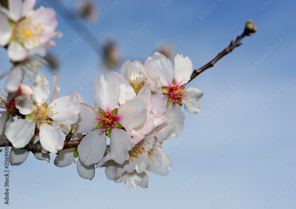 fleurs d'amandier