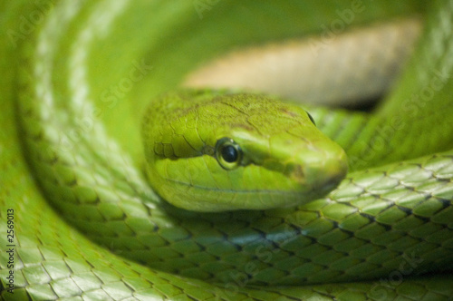 green snake.