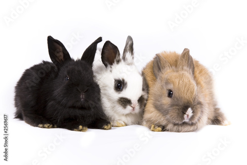 bunny rabbits