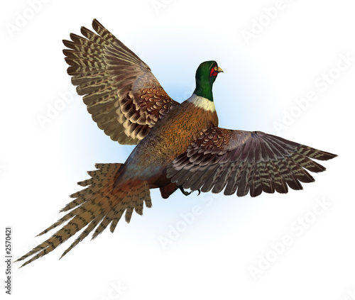 Fényképezés ringnecked pheasant flying