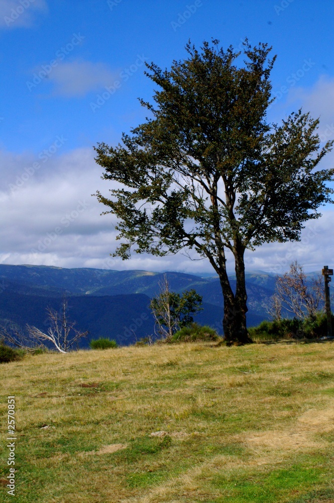 arbre solitaire