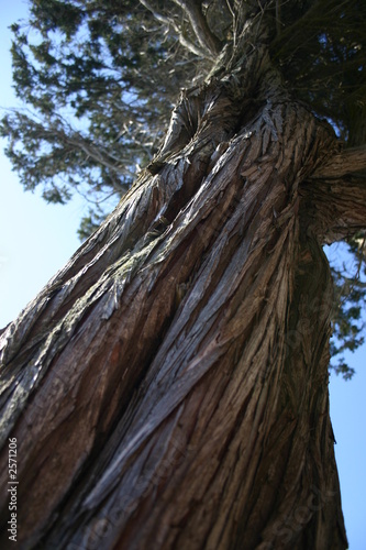 up the cedar