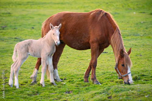 horse with its son eating grass © Gelpi
