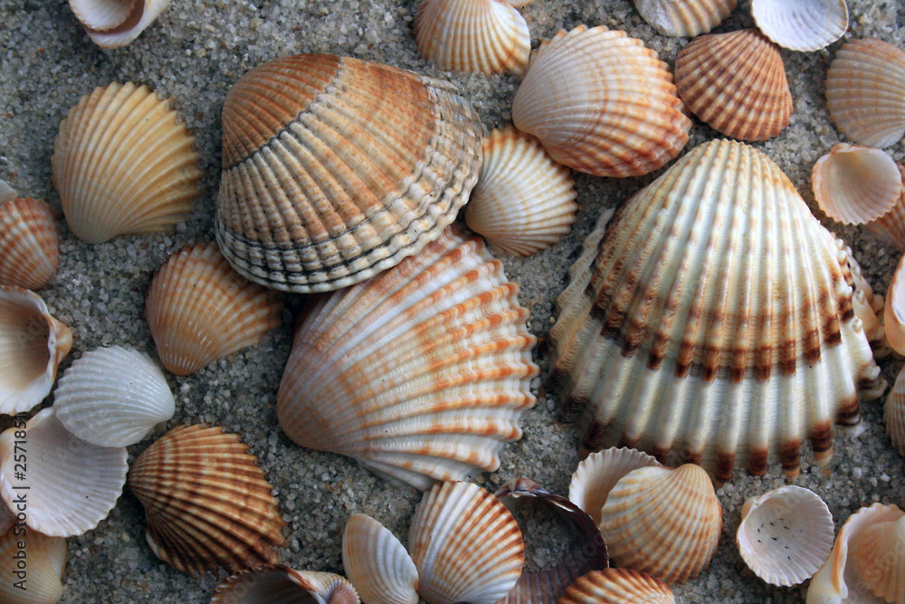 herzmuscheln im sand