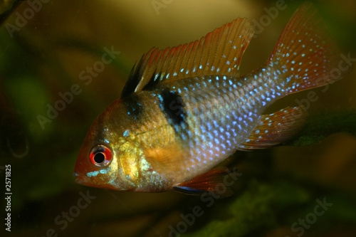 apistogramma ramirez