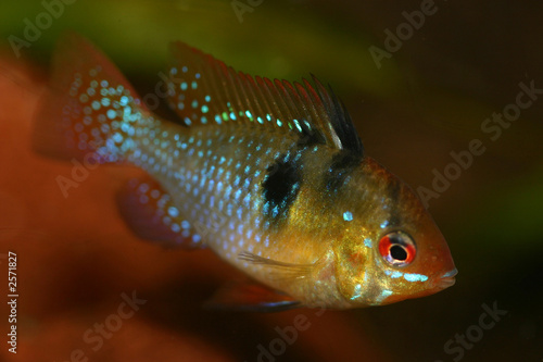 apistogramma ramirezi