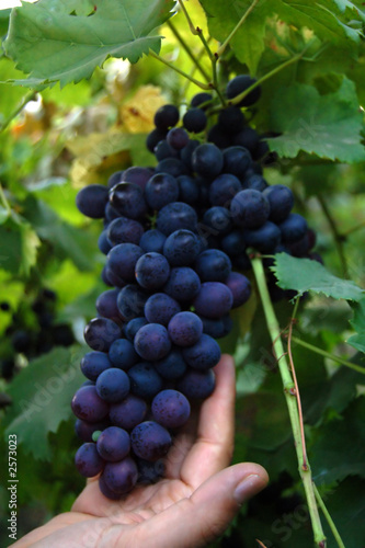 black grapes on vine