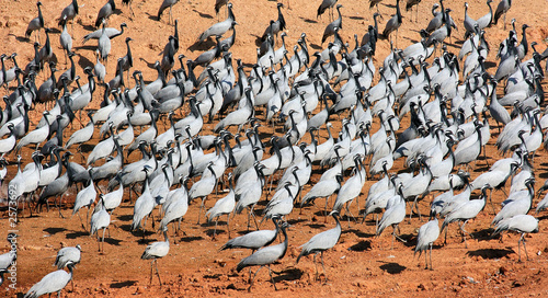 india, rajasthan, thar desert: demoiselle cranes