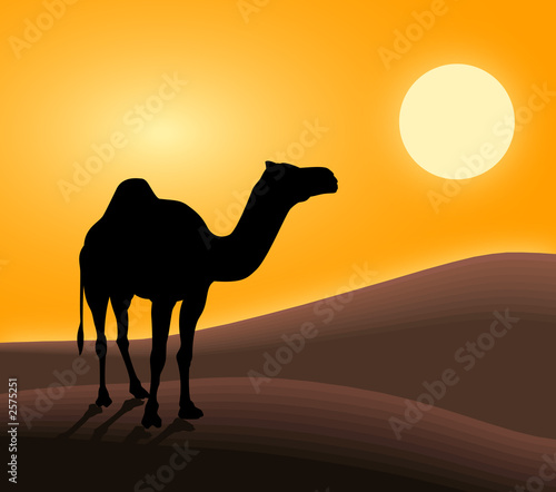 camel