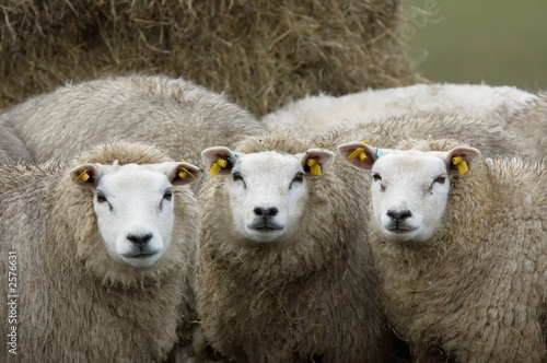 curious looking sheep