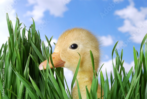 darling duckling peeking through the grass