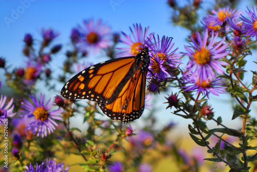 Canvas Print monarch butterfly