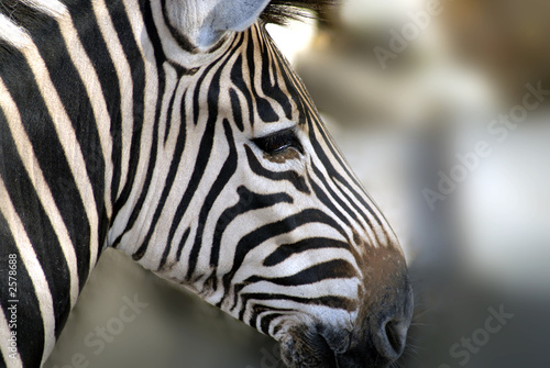 zebra