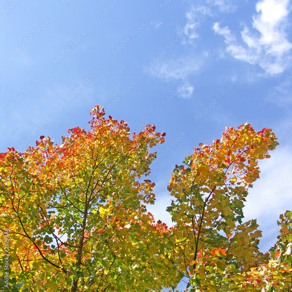 autumn leaves and blue sky autumn leaves and blue sky