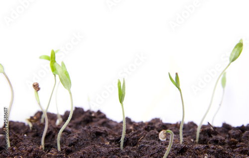 several small seedlings on white background macro
