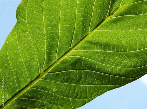 green nut-tree