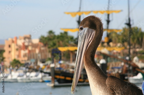 pelican