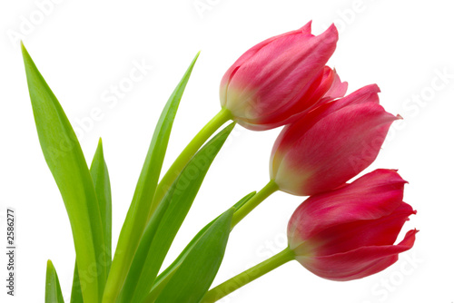 Pink spring tulips isolated on white background