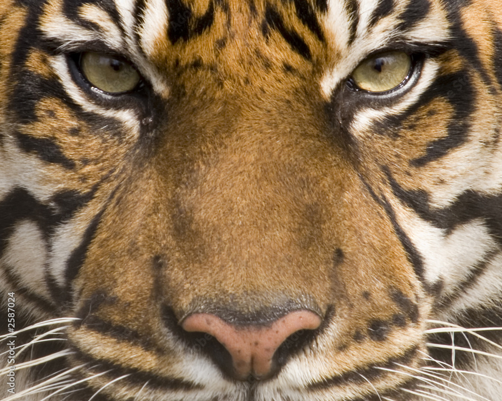 Obraz premium sumatran tiger