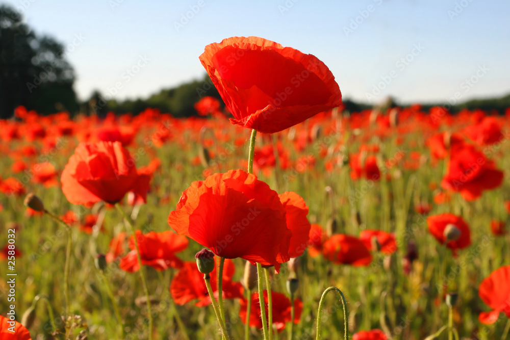 Naklejka premium field with poppies