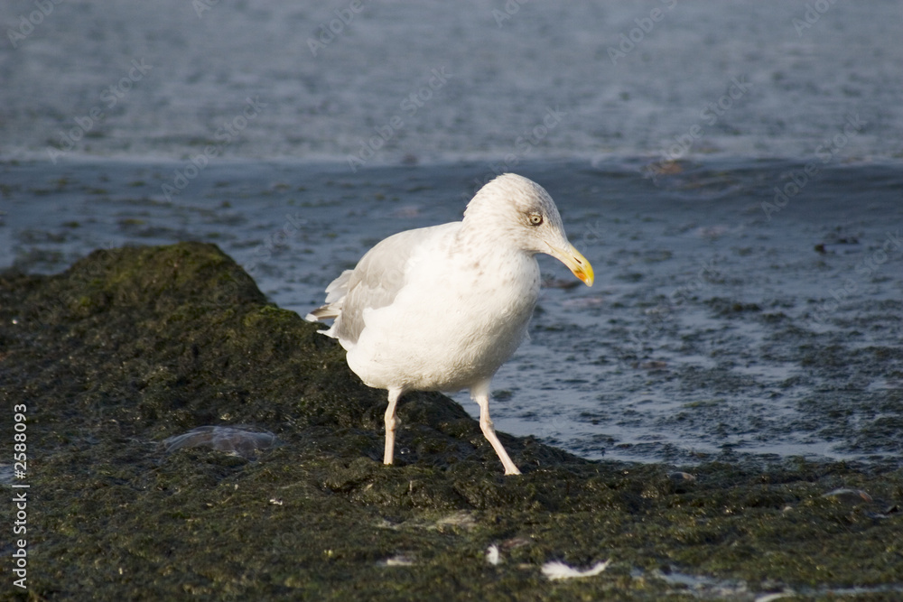 Obraz premium seemöwe im schlick