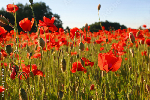 field with poppies