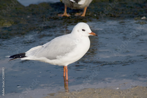 kleine möwe