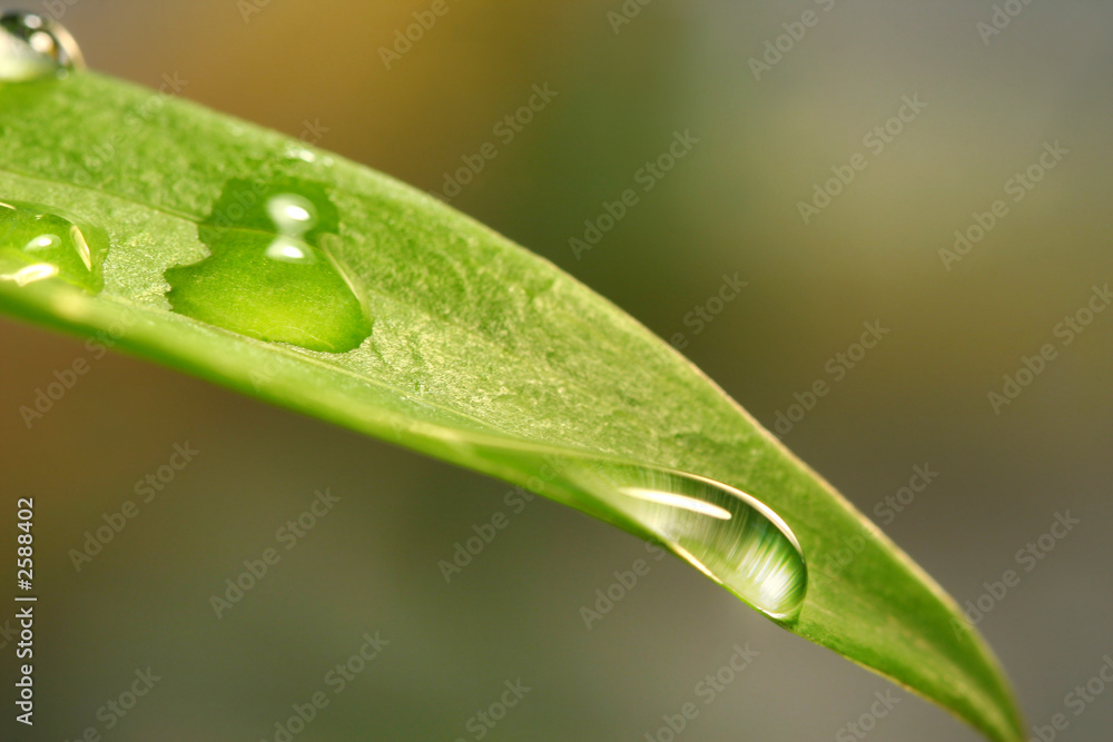 water droplets on a lily leaf water droplets on a lily leaf