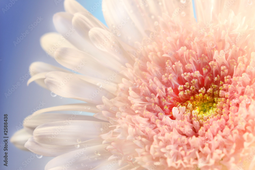 pink daisy pink daisy