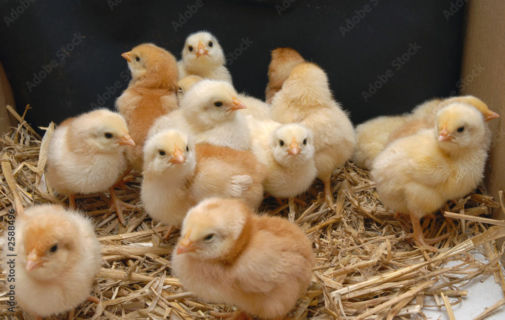 chicken