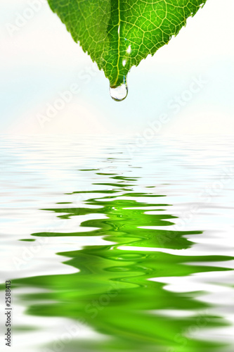 green leaf over water reflection