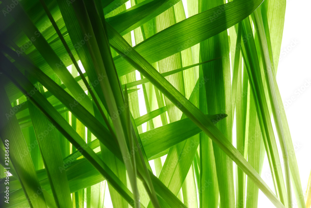 grass