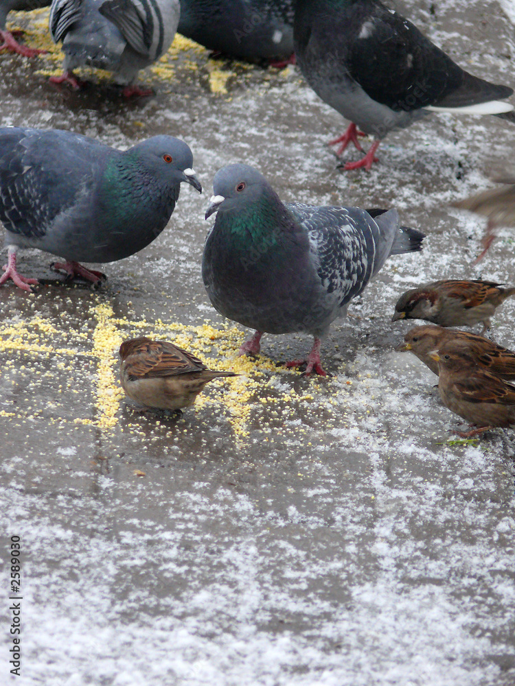 pigeons pigeons