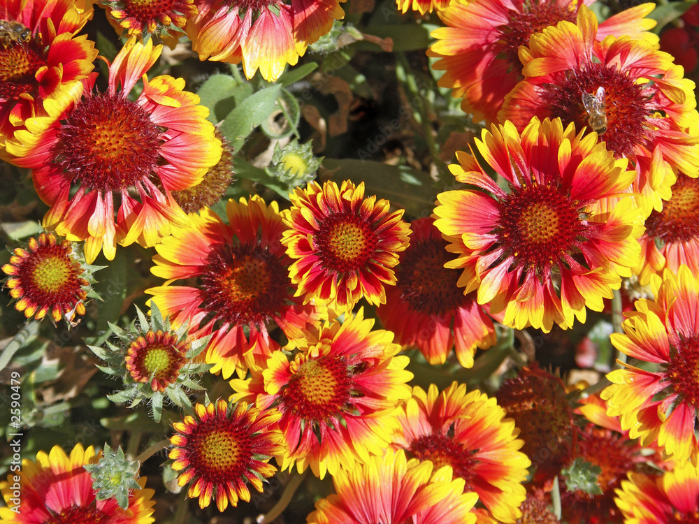 gaillardia flowers