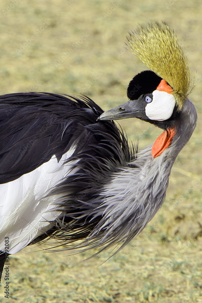 Fototapeta premium african bird