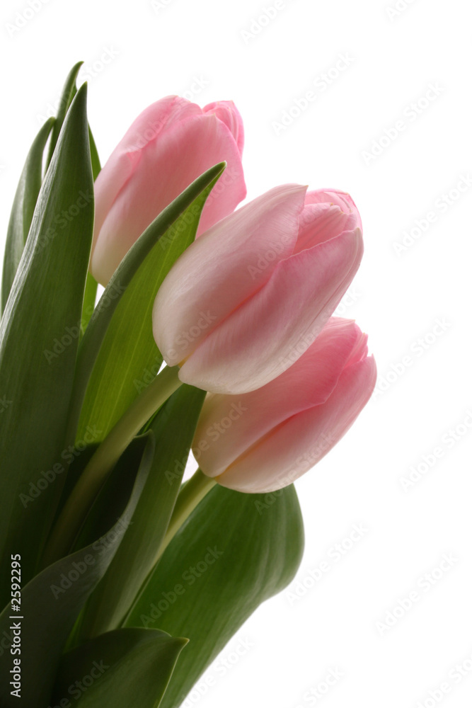 spring spring