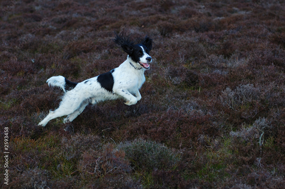 Fototapeta premium english springer spaniel