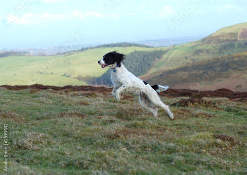 english springer spaniel