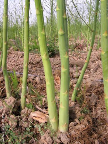 esparrago - asparagus officinalis