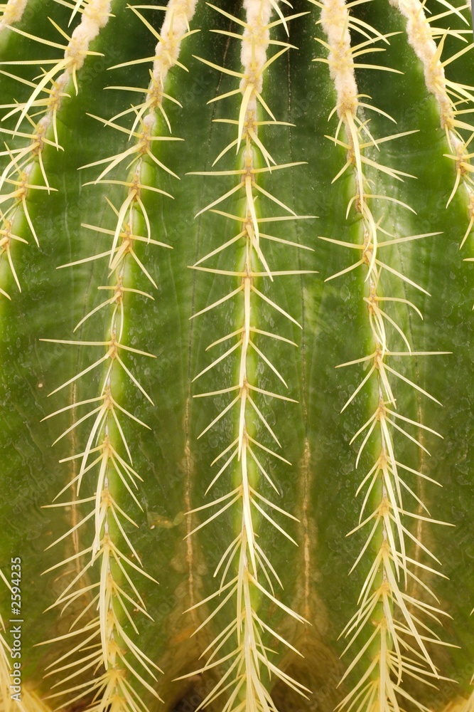 cactus cactus