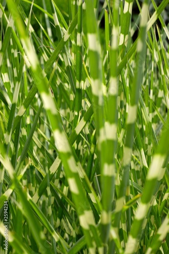 zebra grass