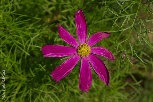 purple flower