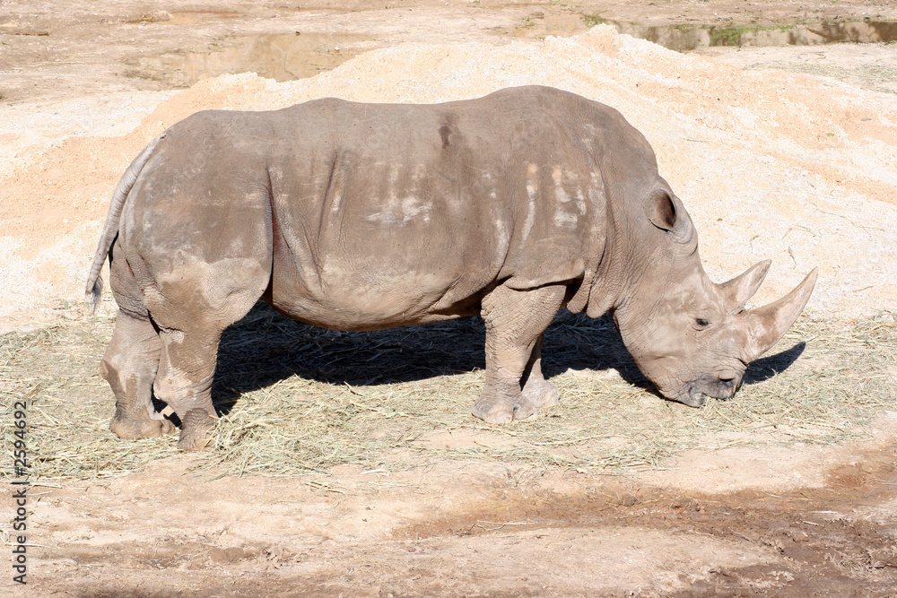 Fototapeta premium rhinoceros