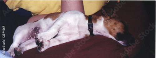 Obraz na plátně sleeping dog