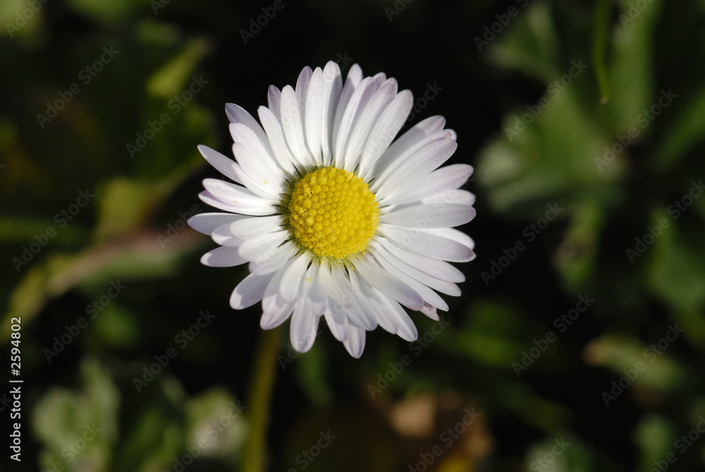 Obraz premium paquerette de printemps