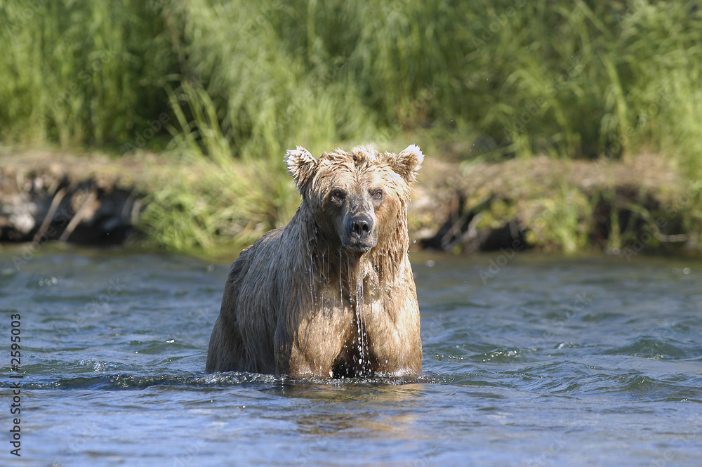 mean looking brown bear with water dripping