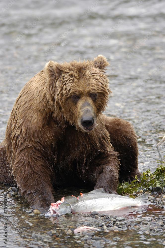 brown bear eating salmon brown bear eating salmon
